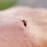 standard-malaria-treatment-works-well-against-resistant-strains:-study