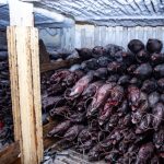 ‘going-dark’:-the-high-tech-tricks-behind-illegal-chinese-fishing-in-the-pacific