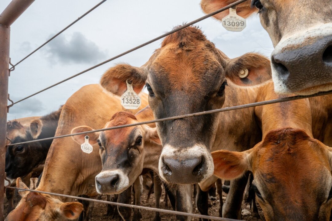us-to-resume-mexican-cattle-imports-after-yearlong-screwworm-ban