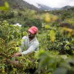 coffee-industry-asks-trump-administration-to-keep-tariff-exemption-on-brazilian-beans