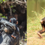 great-apes-were-using-touch-to-reassure-and-keep-the-peace-six-million-years-before-humans-evolved-–-new-research