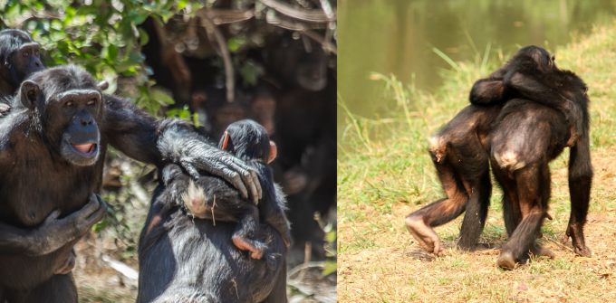 great-apes-were-using-touch-to-reassure-and-keep-the-peace-six-million-years-before-humans-evolved-–-new-research