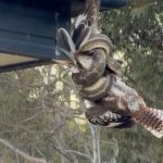 back-from-the-brink:-is-this-australia’s-luckiest-kookaburra?