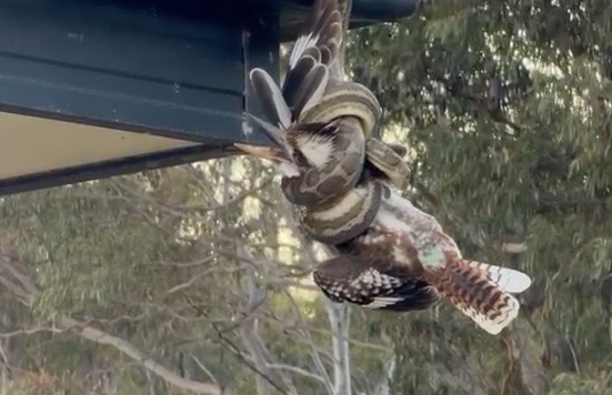 back-from-the-brink:-is-this-australia’s-luckiest-kookaburra?