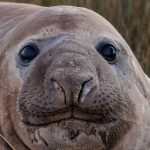 ‘neil-the-seal’-may-have-cost-$30,000—but-one-expert-says-it-delivered-priceless-tourism-for-tasmania
