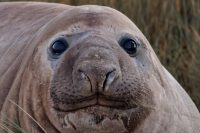 ‘neil-the-seal’-may-have-cost-$30,000—but-one-expert-says-it-delivered-priceless-tourism-for-tasmania
