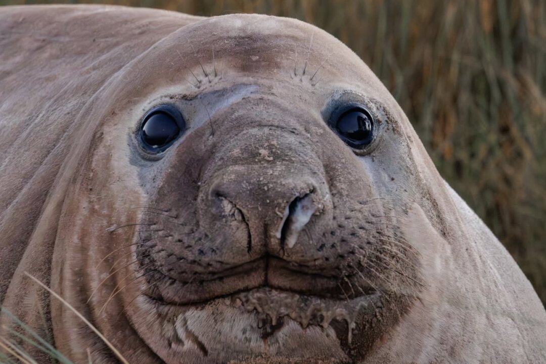 ‘neil-the-seal’-may-have-cost-$30,000—but-one-expert-says-it-delivered-priceless-tourism-for-tasmania
