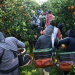 commissioners-call-for-tougher-measures-to-combat-modern-slavery-in-australia