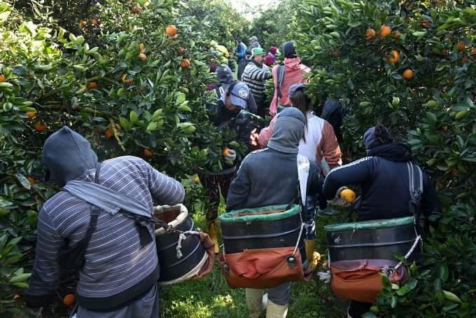 commissioners-call-for-tougher-measures-to-combat-modern-slavery-in-australia