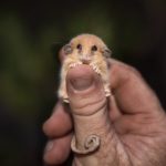 rare-tiny-possum-officially-found-in-sanctuary-almost-30-years-after-last-sighting