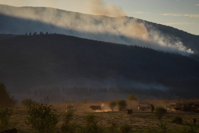 why-some-bc-farmers-stay-to-fight,-despite-wildfire-evacuation-orders