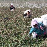 beijing-sanctions-2-us-labs-that-can-prove-where-cotton-grew