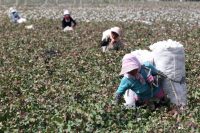 beijing-sanctions-2-us-labs-that-can-prove-where-cotton-grew