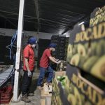 us-partially-resumes-avocado-inspections-in-mexico