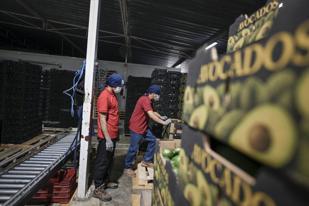 us-partially-resumes-avocado-inspections-in-mexico