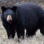 young-girl-injured-after-bear-attacks-her-on-backyard-deck-near-vancouver