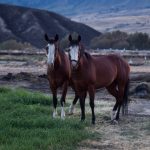 ‘it-takes-a-village’:-okanagan-community-rallies-to-rescue-horses-from-wildfire