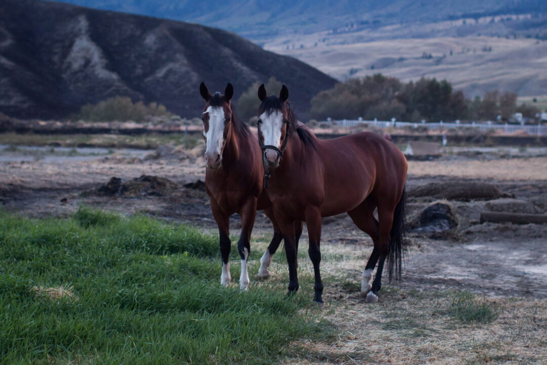 ‘it-takes-a-village’:-okanagan-community-rallies-to-rescue-horses-from-wildfire