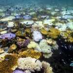 great-barrier-reef-coral-cover-rises-across-reef-in-latest-health-check