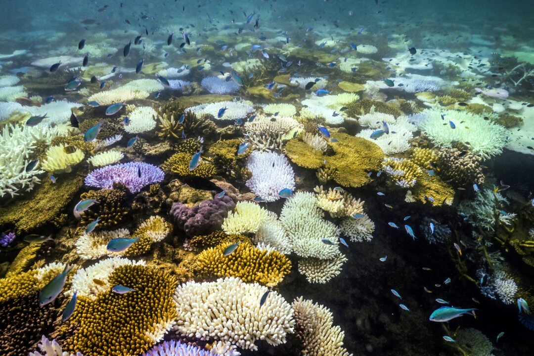 great-barrier-reef-coral-cover-rises-across-reef-in-latest-health-check