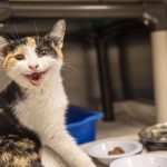 second-cat-has-contracted-rabies-in-quebec’s-monteregie-region,-health-officials-say