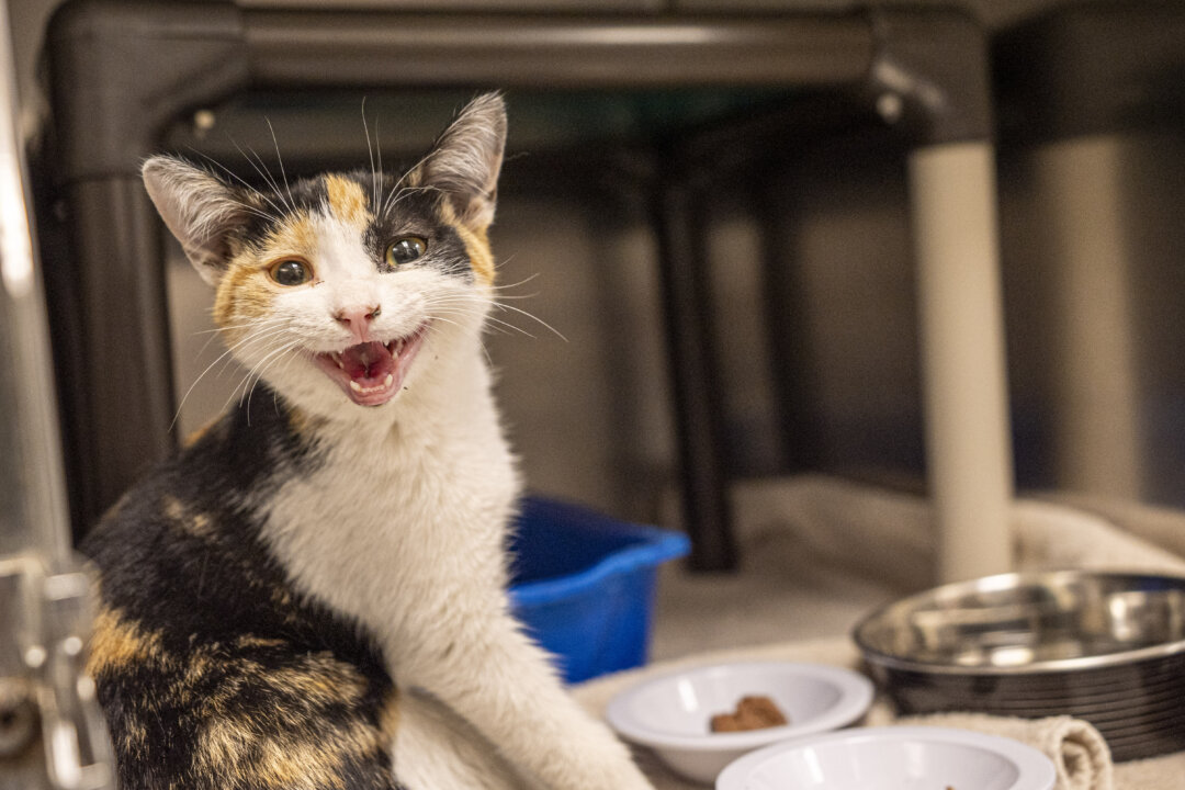 second-cat-has-contracted-rabies-in-quebec’s-monteregie-region,-health-officials-say
