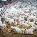 chicken-prices-to-rise-sharply-by-september,-food-economist-says