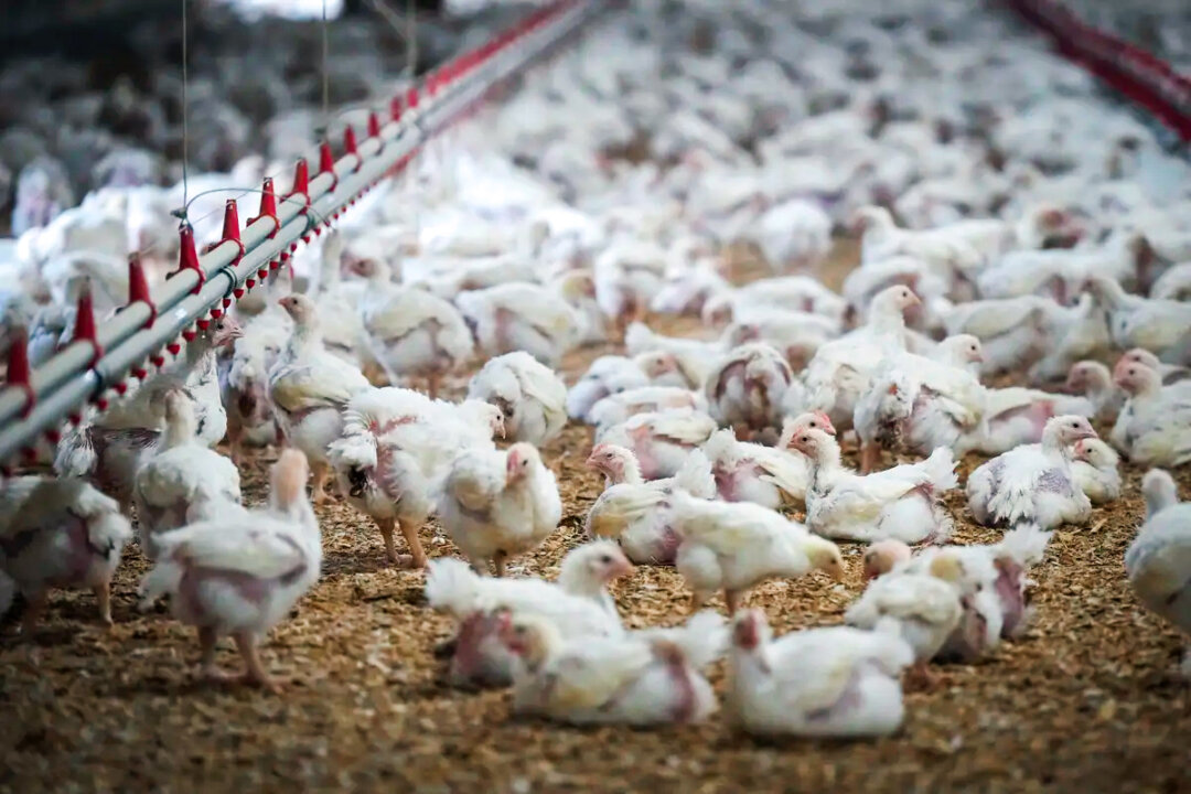 chicken-prices-to-rise-sharply-by-september,-food-economist-says