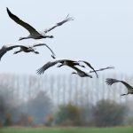 tasmania-records-first-case-of-deadly-bird-flu-strain