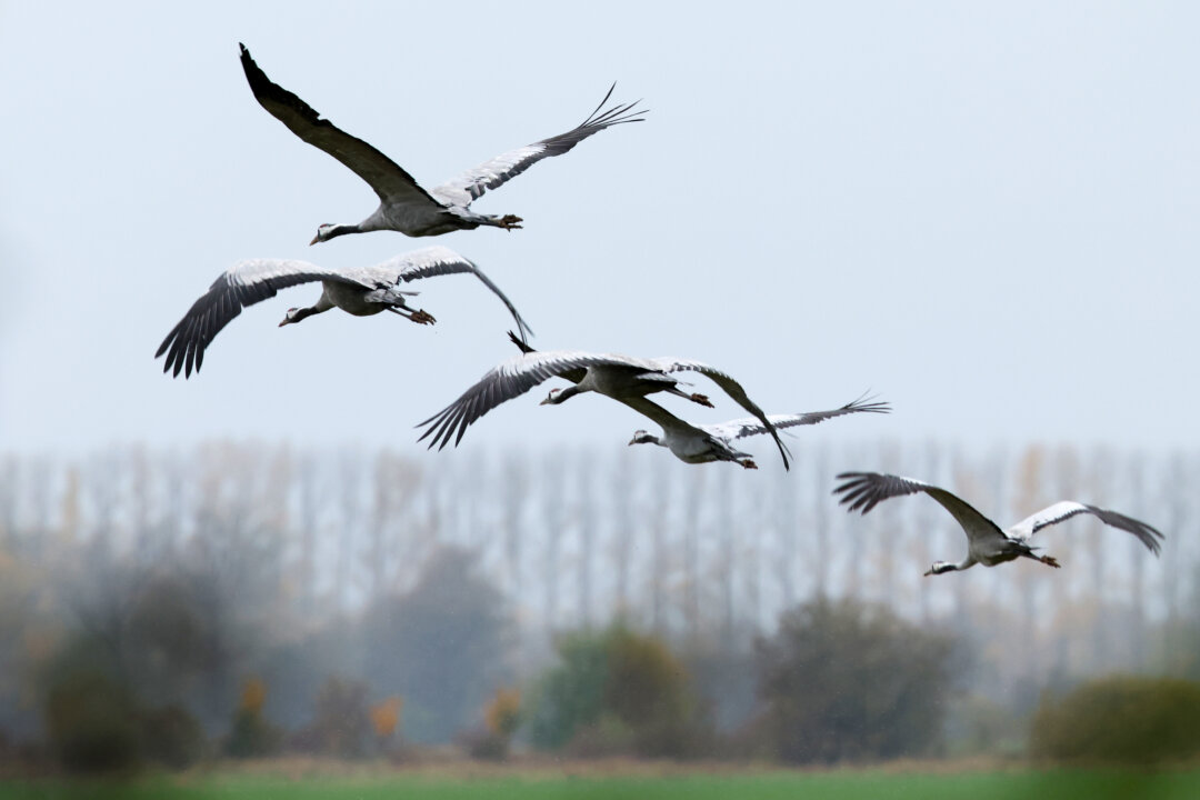 tasmania-records-first-case-of-deadly-bird-flu-strain