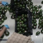 us-restarts-mexican-avocado-checks-as-security-measures-increase