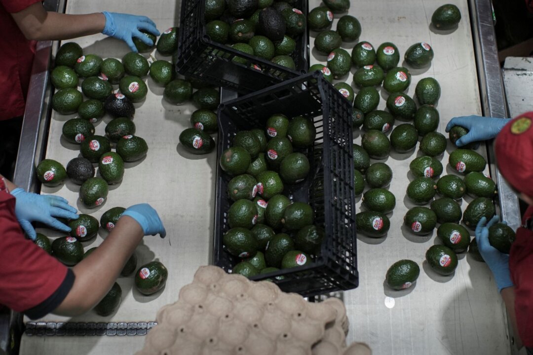 us-restarts-mexican-avocado-checks-as-security-measures-increase