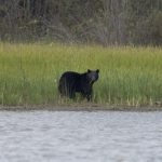 conservation-officers-confirm-bear-shot-by-rcmp-mauled-child-in-maple-ridge