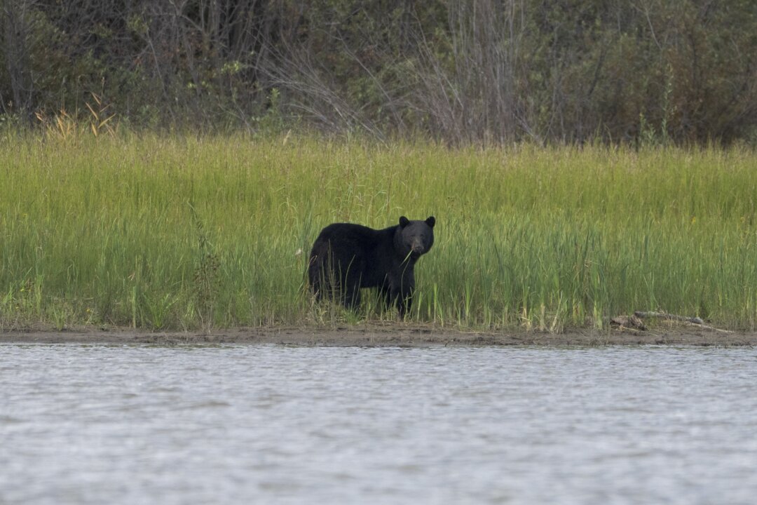 conservation-officers-confirm-bear-shot-by-rcmp-mauled-child-in-maple-ridge