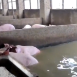 flooding-leaves-farms,-homes-damaged-after-3-dike-breaches-in-central-china
