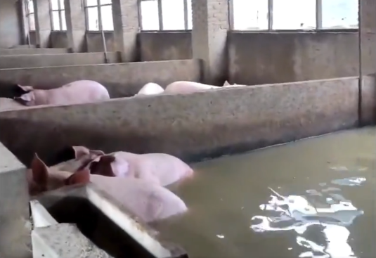 flooding-leaves-farms,-homes-damaged-after-3-dike-breaches-in-central-china