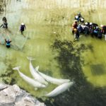 fourth-group-of-marineland-whales-leaving-shuttered-ontario-park