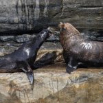 second-seal-feared-infected-with-h5-bird-flu-in-australia
