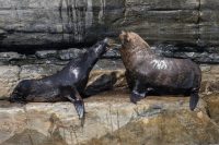 second-seal-feared-infected-with-h5-bird-flu-in-australia