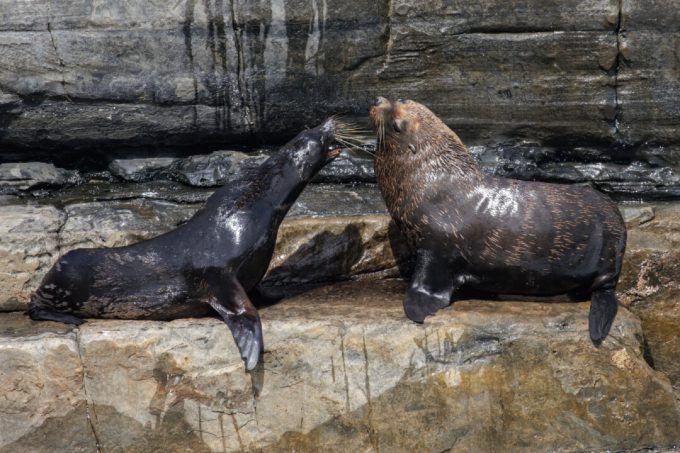second-seal-feared-infected-with-h5-bird-flu-in-australia