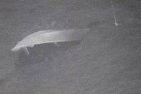 3-people-detained-after-alleged-drug-boat-capsizes