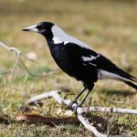 beak-and-enter:-police-swoop-on-‘feathered’-intruder