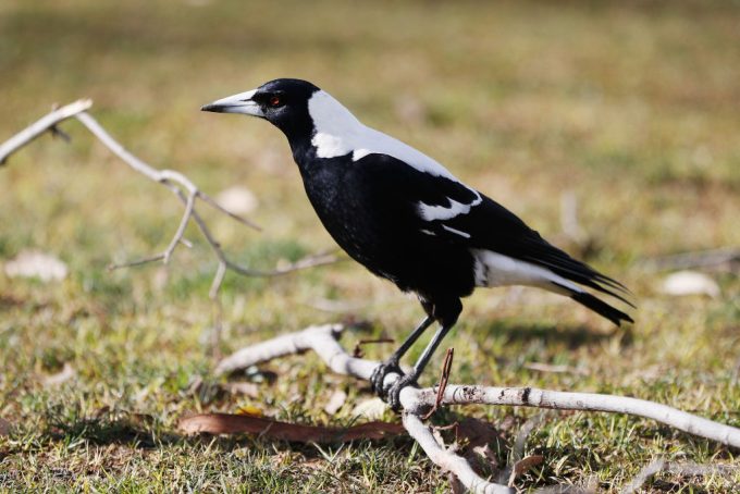 beak-and-enter:-police-swoop-on-‘feathered’-intruder