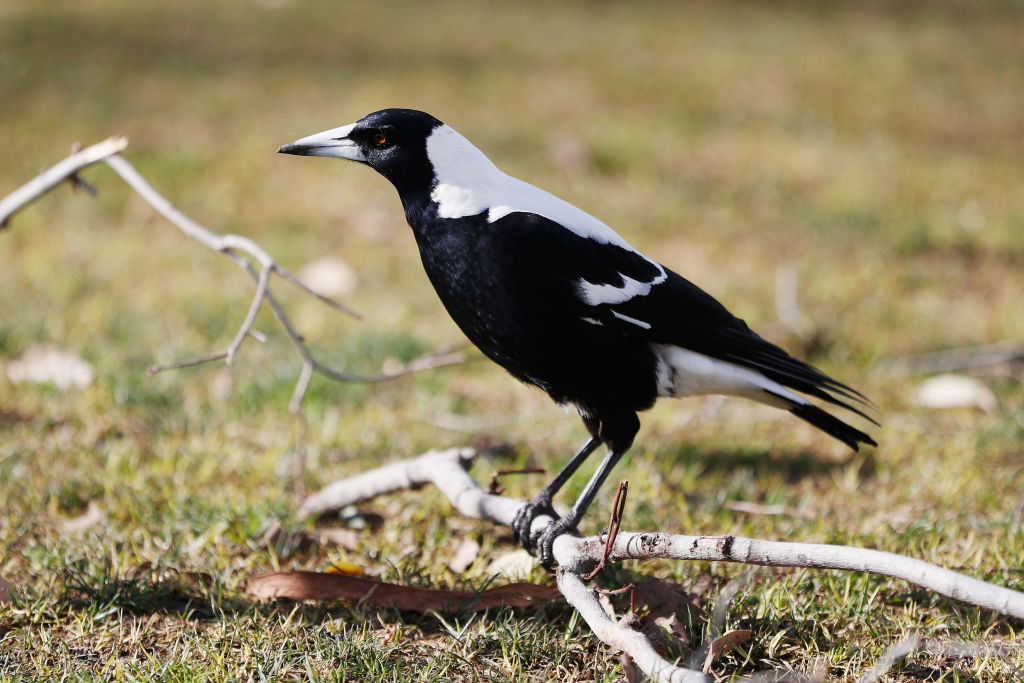 beak-and-enter:-police-swoop-on-‘feathered’-intruder