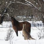 nsw-wildlife-service-suspends-wild-brumby-cull-ahead-of-trial