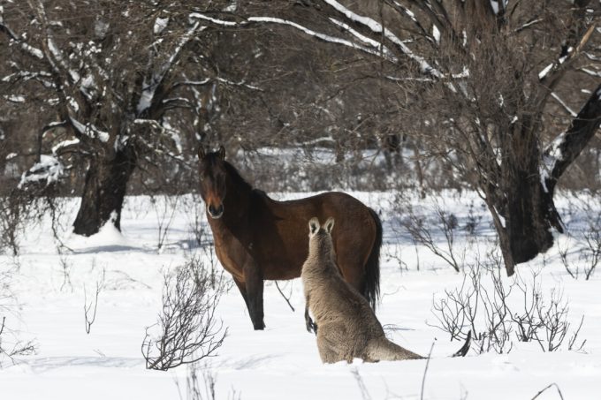 nsw-wildlife-service-suspends-wild-brumby-cull-ahead-of-trial