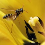 helicopter-rescue-for-bc-climber-stung-by-wasps-100-times