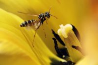 helicopter-rescue-for-bc-climber-stung-by-wasps-100-times