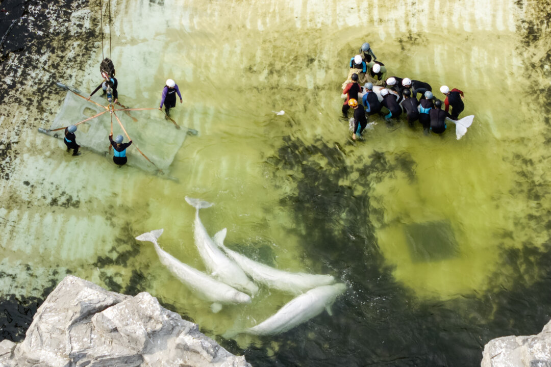 two-belugas,-four-dolphins-from-marineland-heading-to-aquarium-in-spain