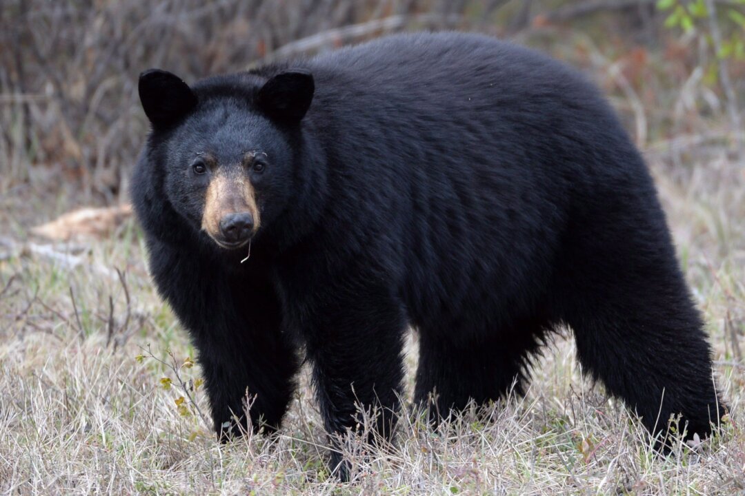 woman-airlifted-to-hospital-after-bear-attack-near-whistler,-bc.
